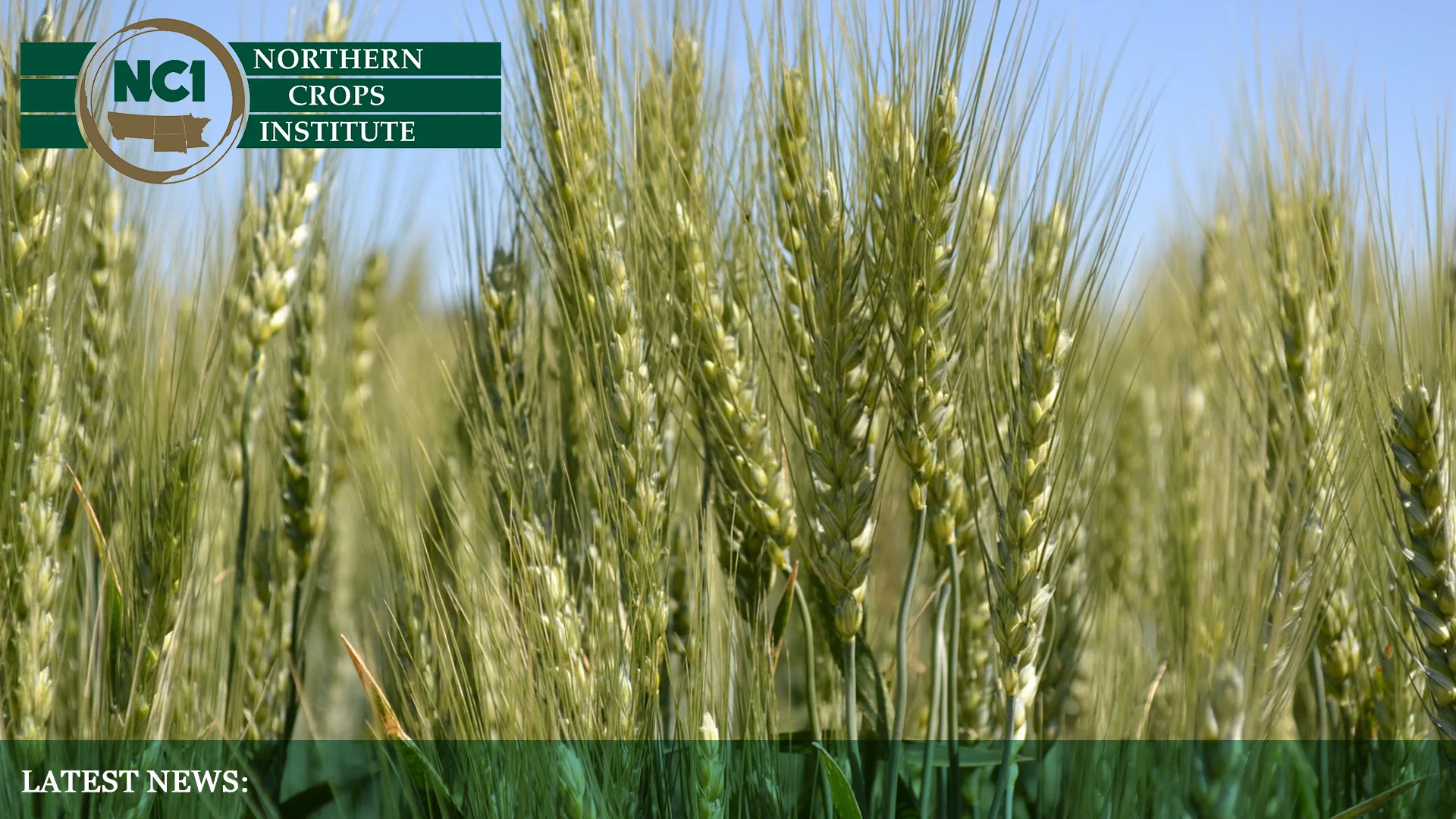 HRS Wheat Background.jpg