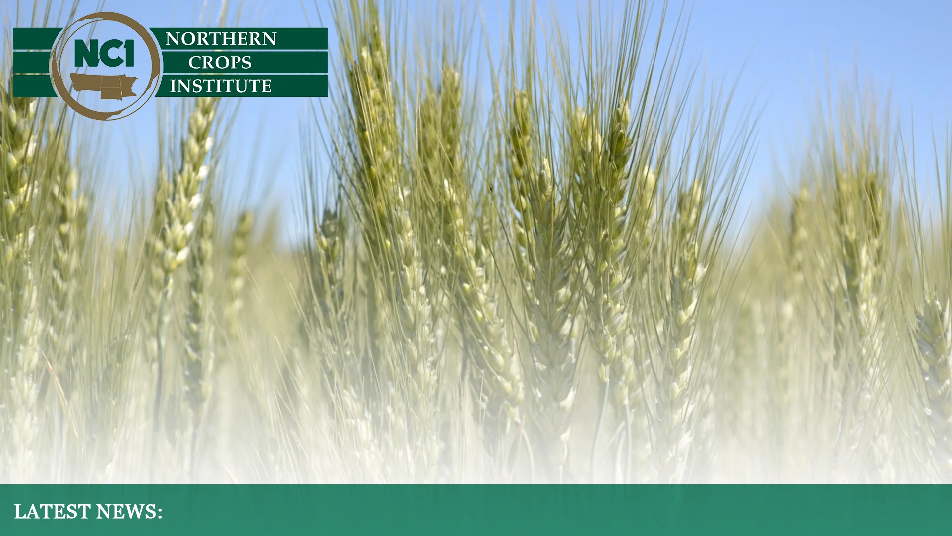 2019 Hard REd Spring Wheat Background.jpg