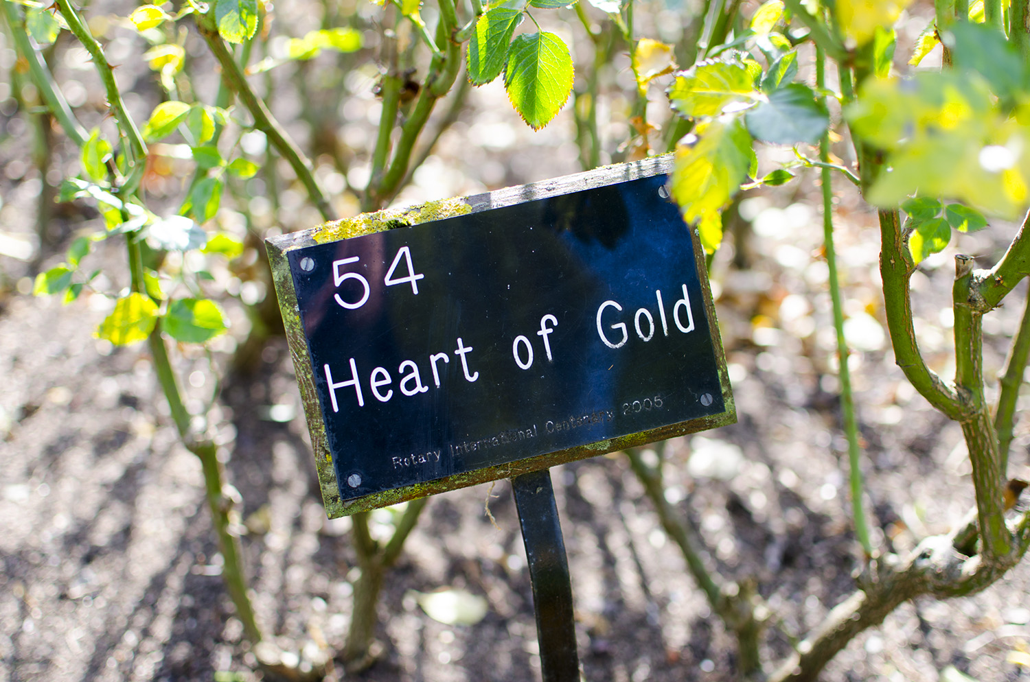  Queen Mary’s Garden, The Regent’s Park 