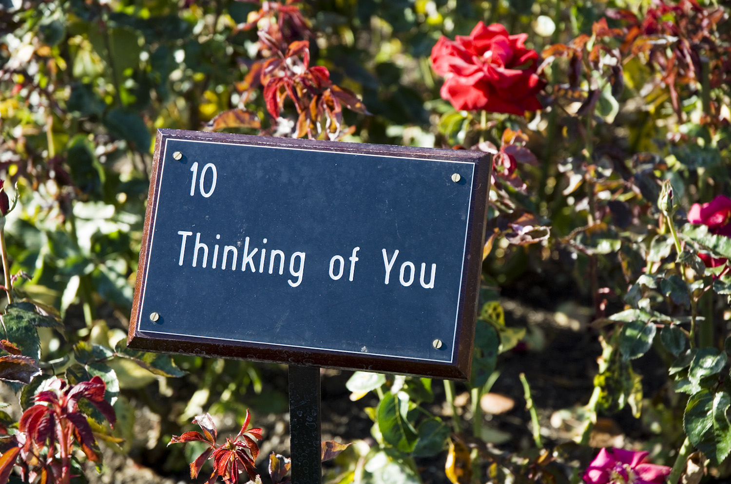  Queen Mary’s Garden, The Regent’s Park 