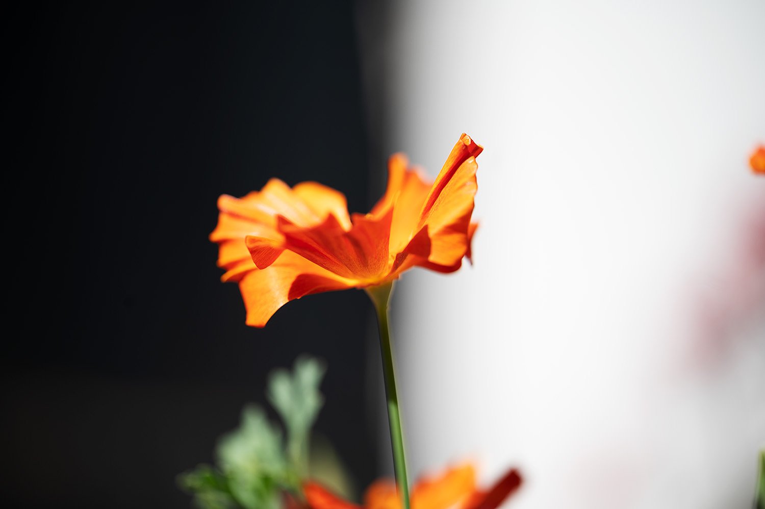  Eschscholzia californica - the California poppy. 