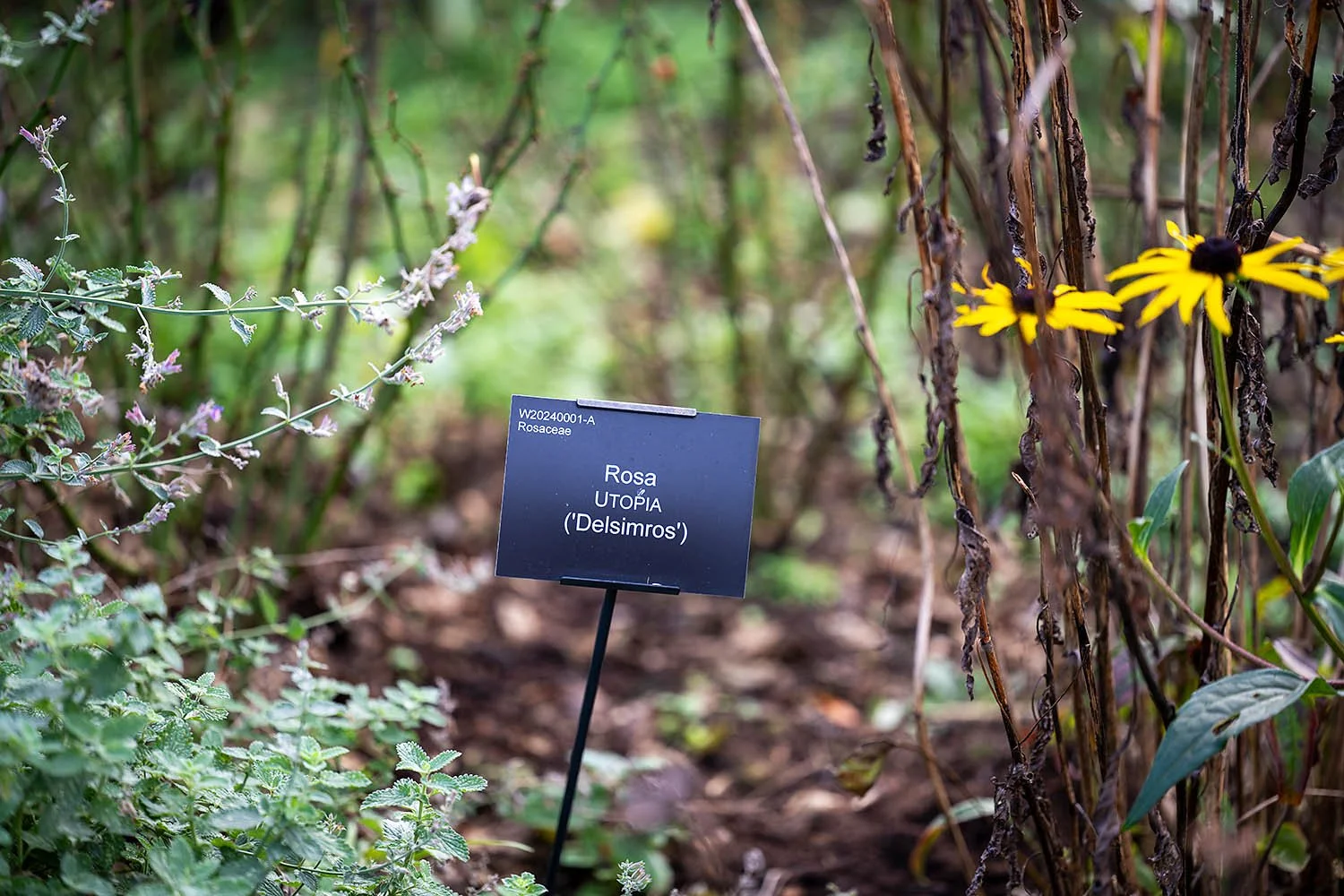 RHS Garden Wisley