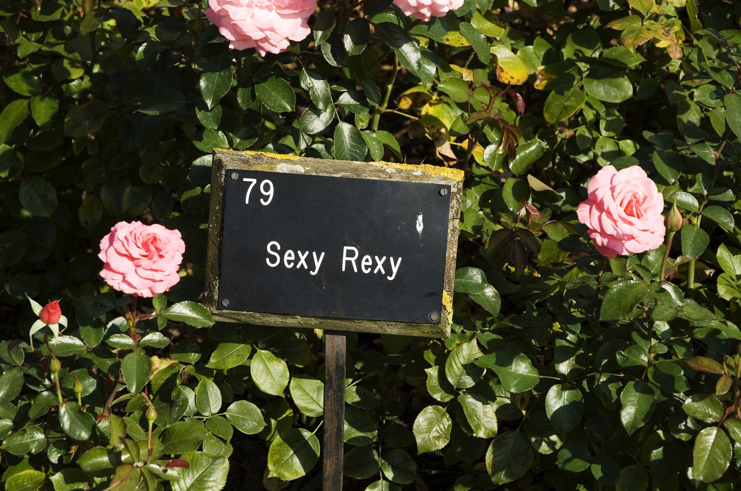 From the series Some Rose Varieties . Included in The Rose Book , published by Phaidon in 2025.