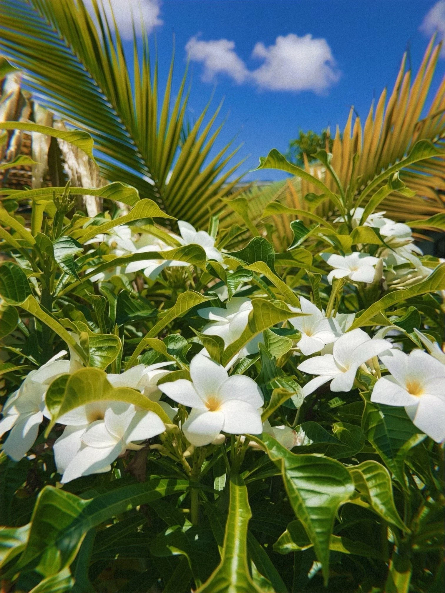 01J0XYAM0XXNJ776456RRJMF5V-low-res-branded- 2.JPEG