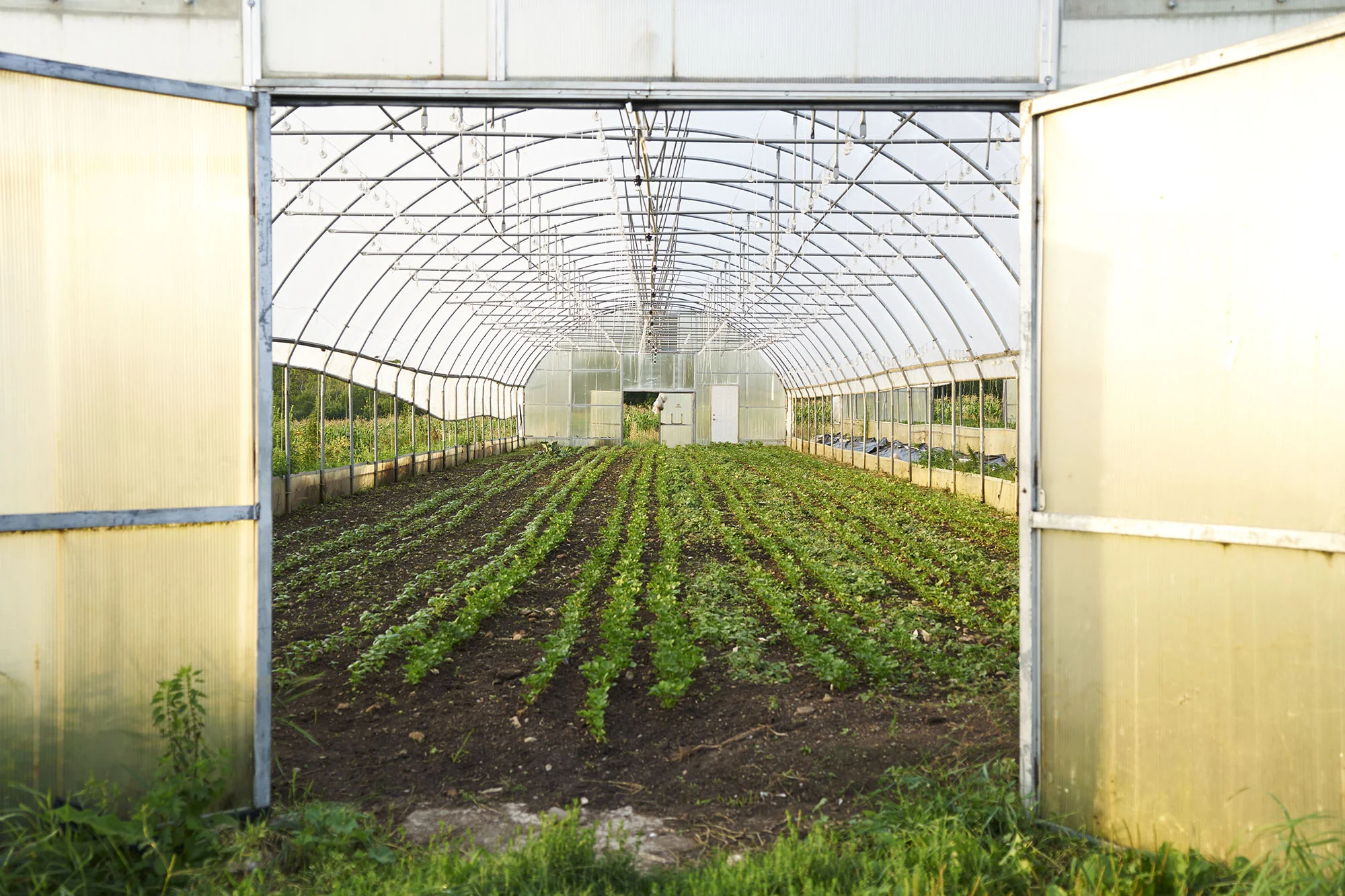 springdale farm.jpg