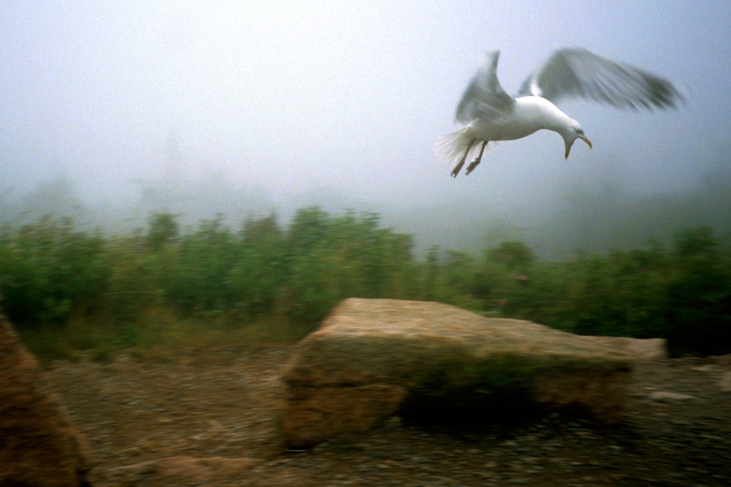  “Seagull” Acadia National Park, ME 