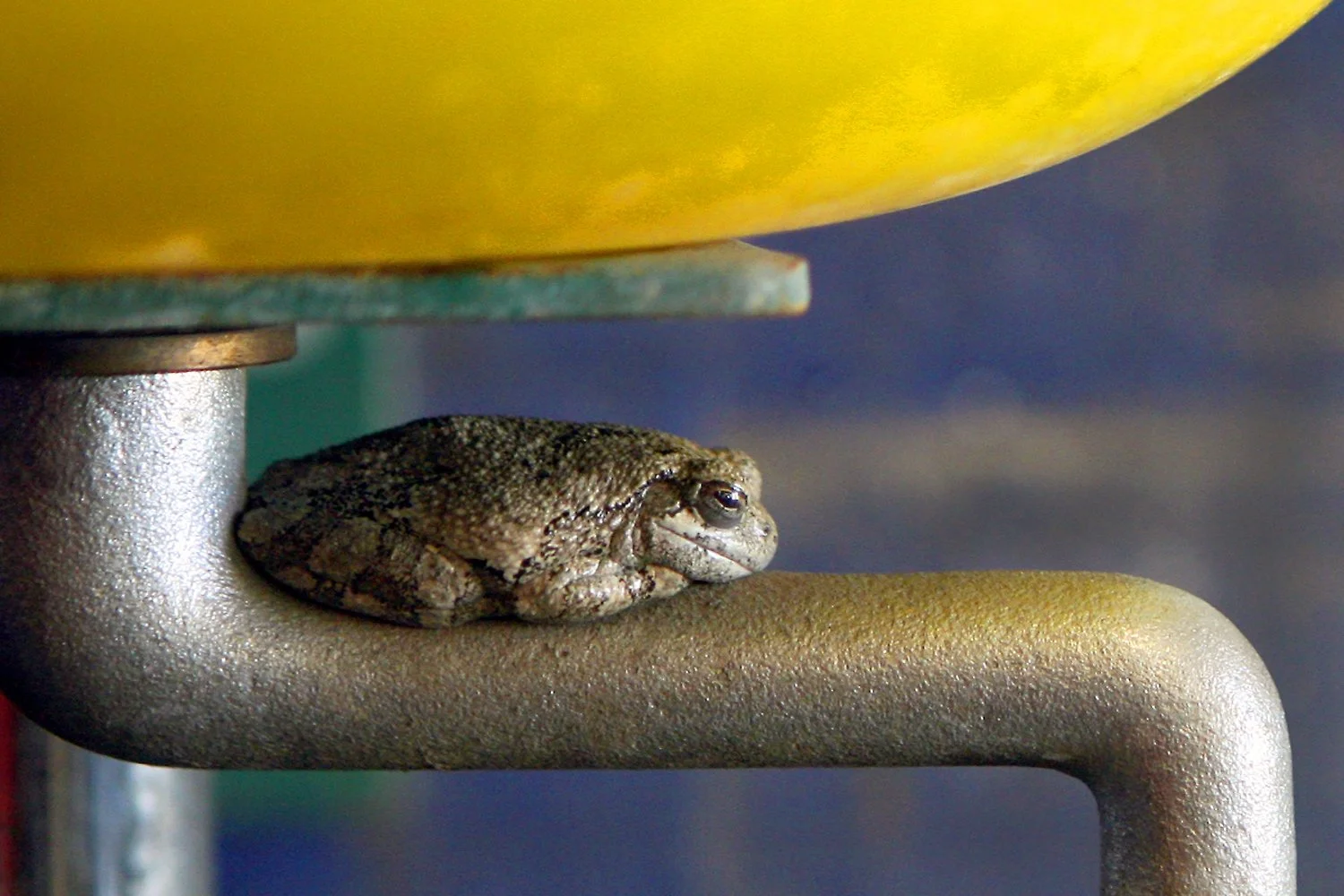  “Tired Toad” Galesburg, IL  