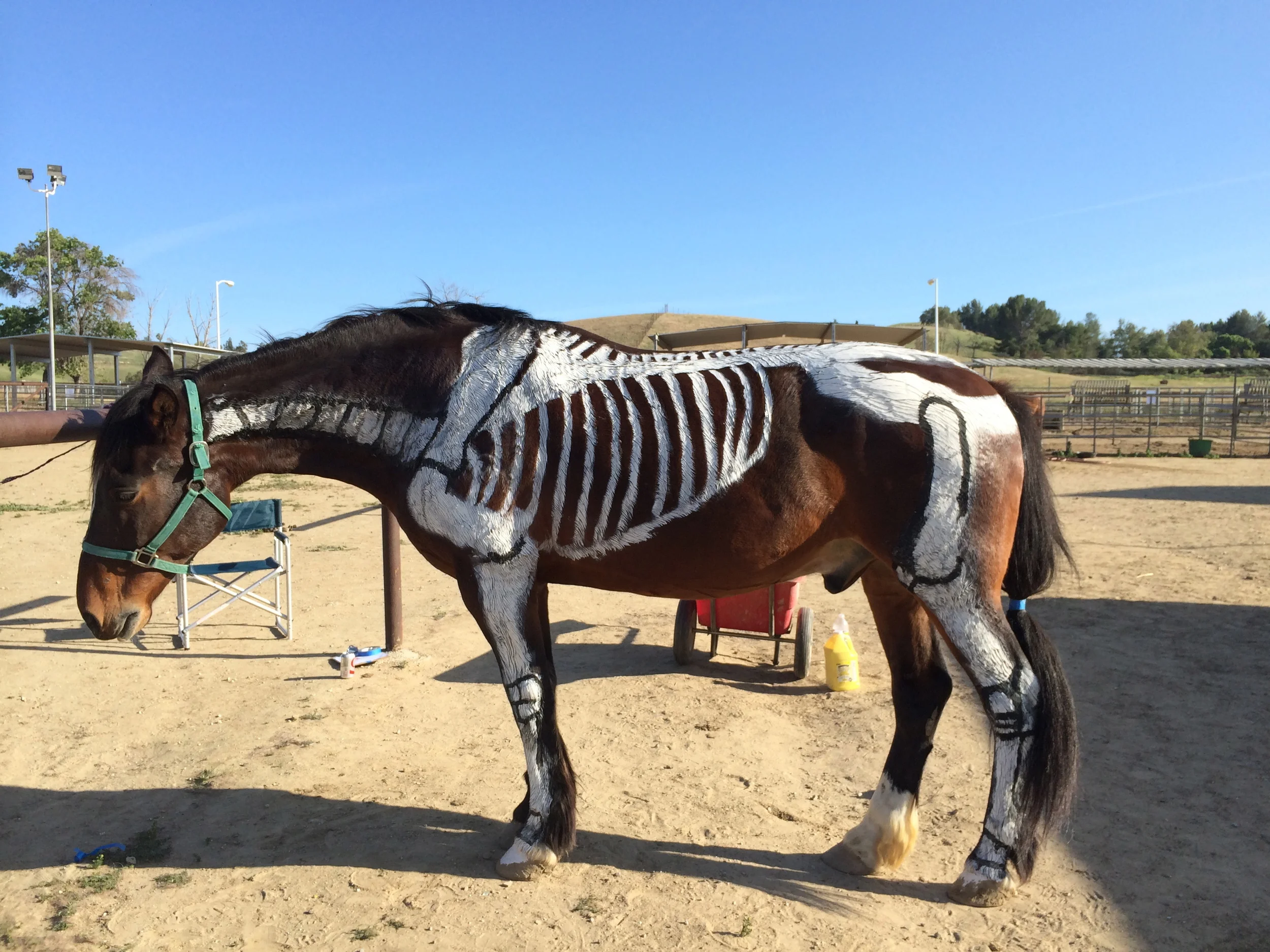 Frank - dem bones!