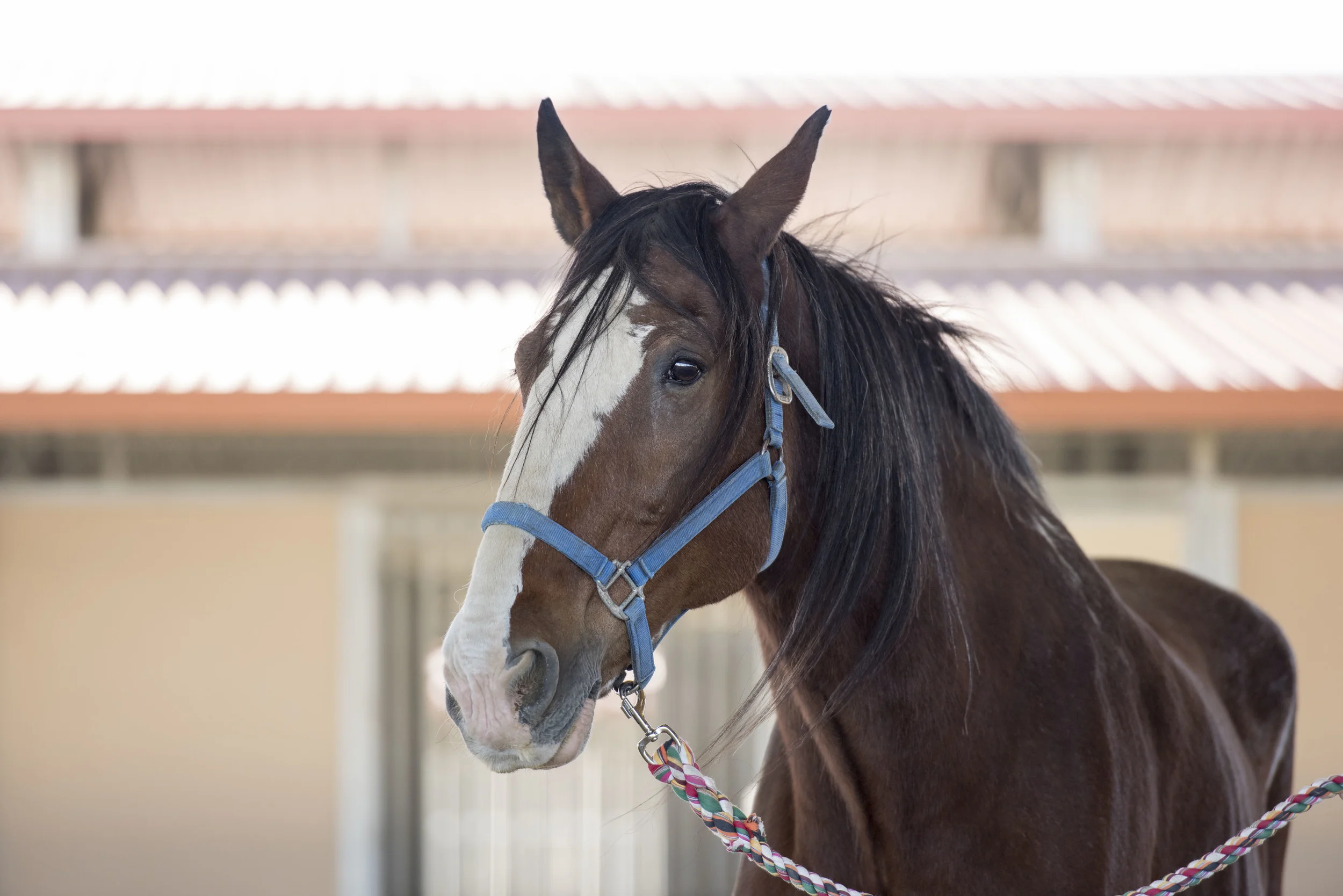 Parade of Breeds 2015