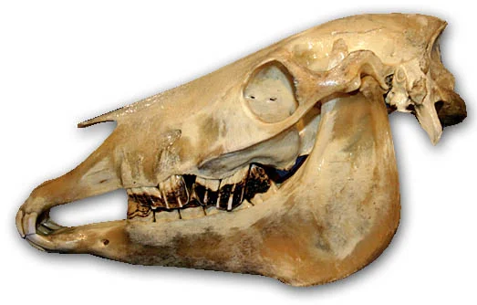 teethbad.jpg