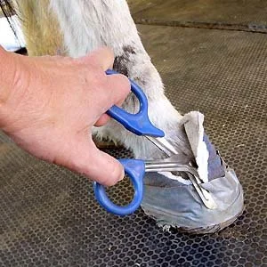 bandagehoofscissors.jpg
