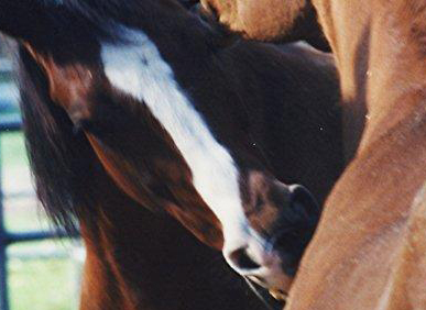 Horse Science Associates & Certificate — The Equine Science ...