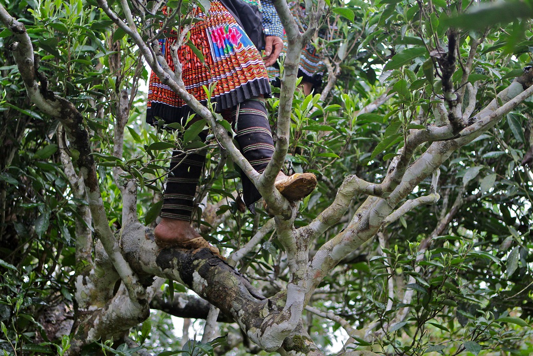 Indigenous tea pickers in Dali, Yunnan harvesting wild tea leaves