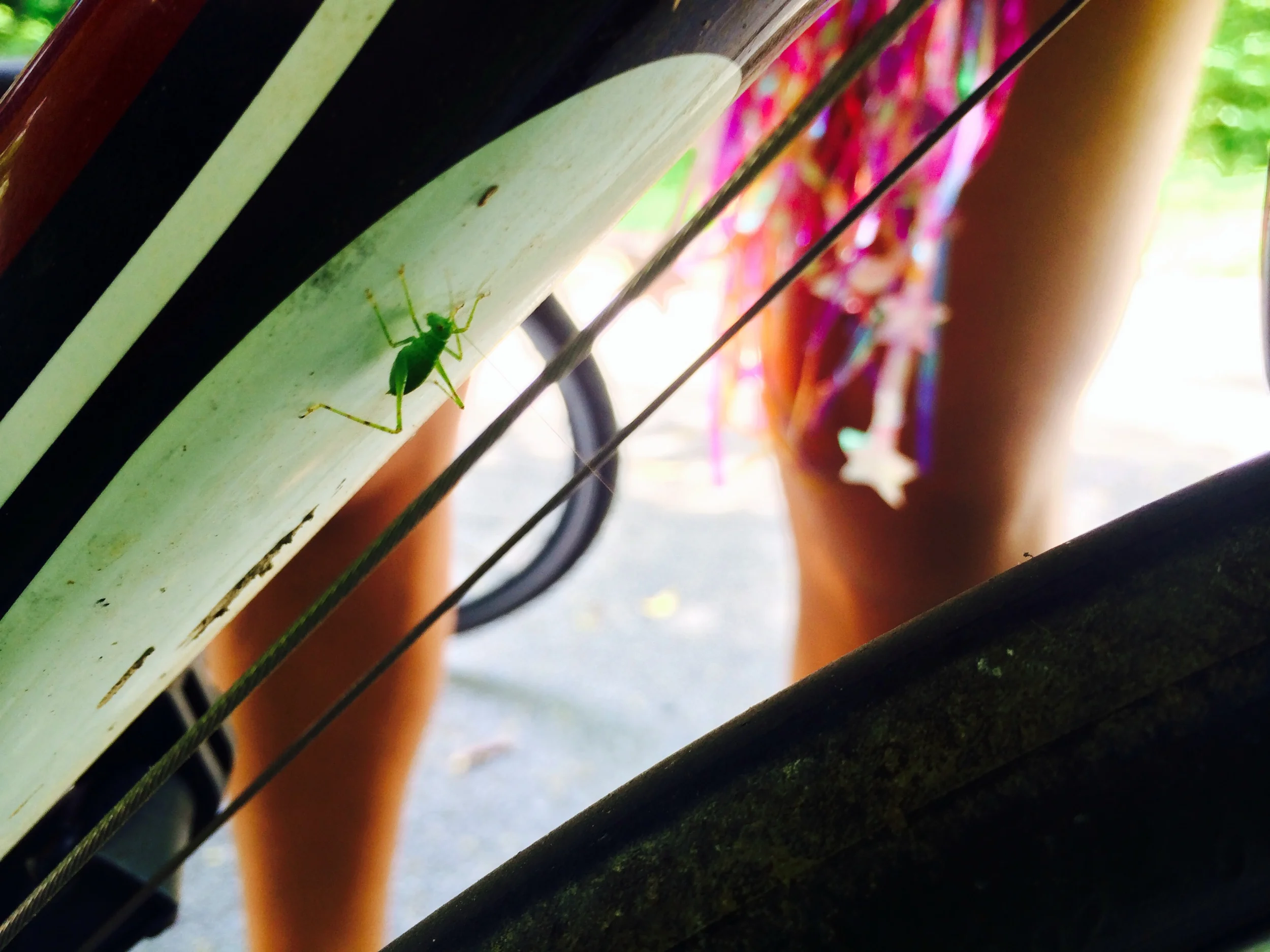 A grasshopper jumped onto my bike!