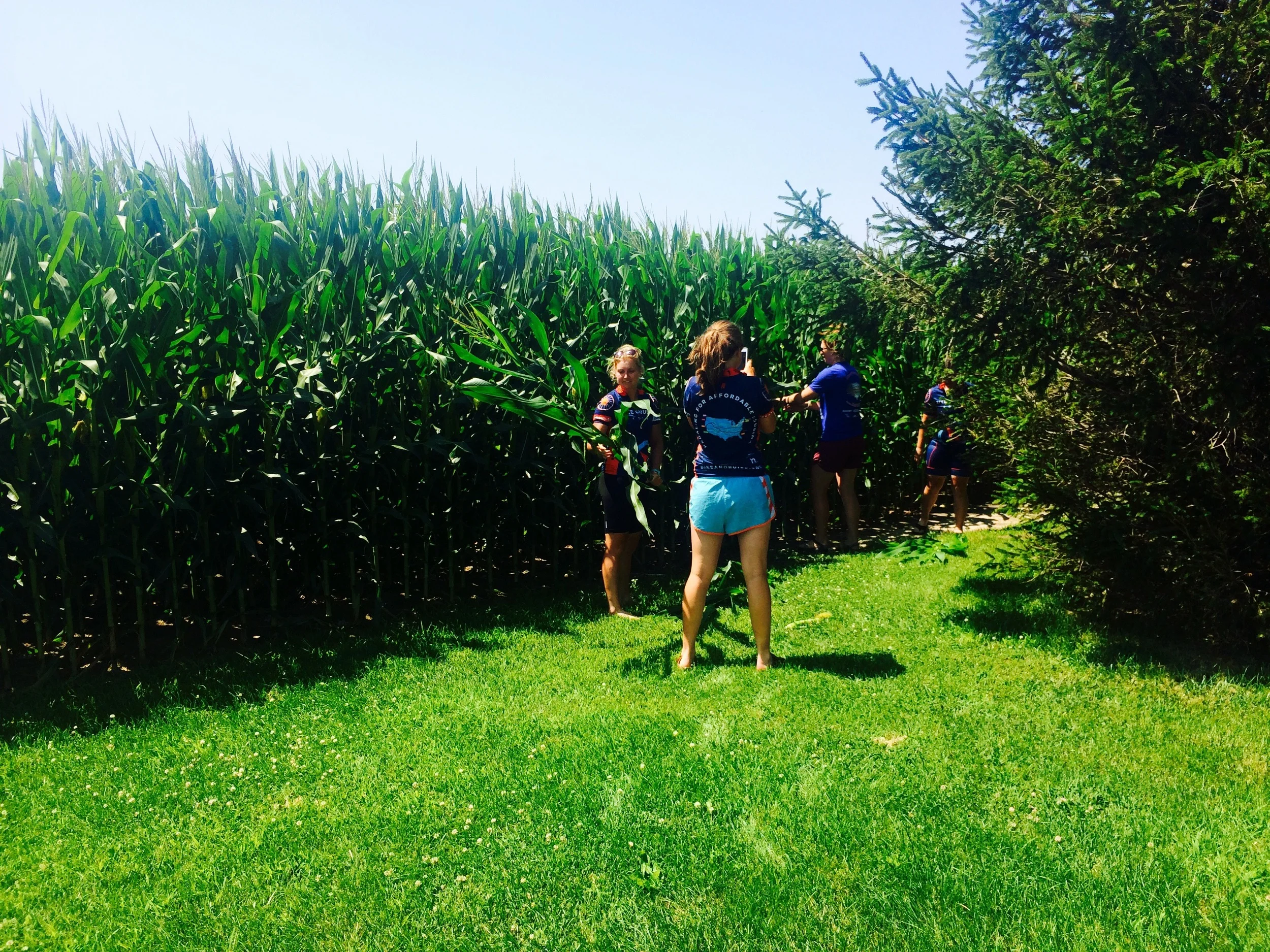 Stealing the corn stalks for our plan from a church member's crop, with her permission