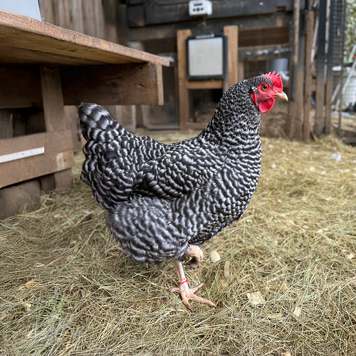 A black and white barred hen standing on straw inside a barnyard.