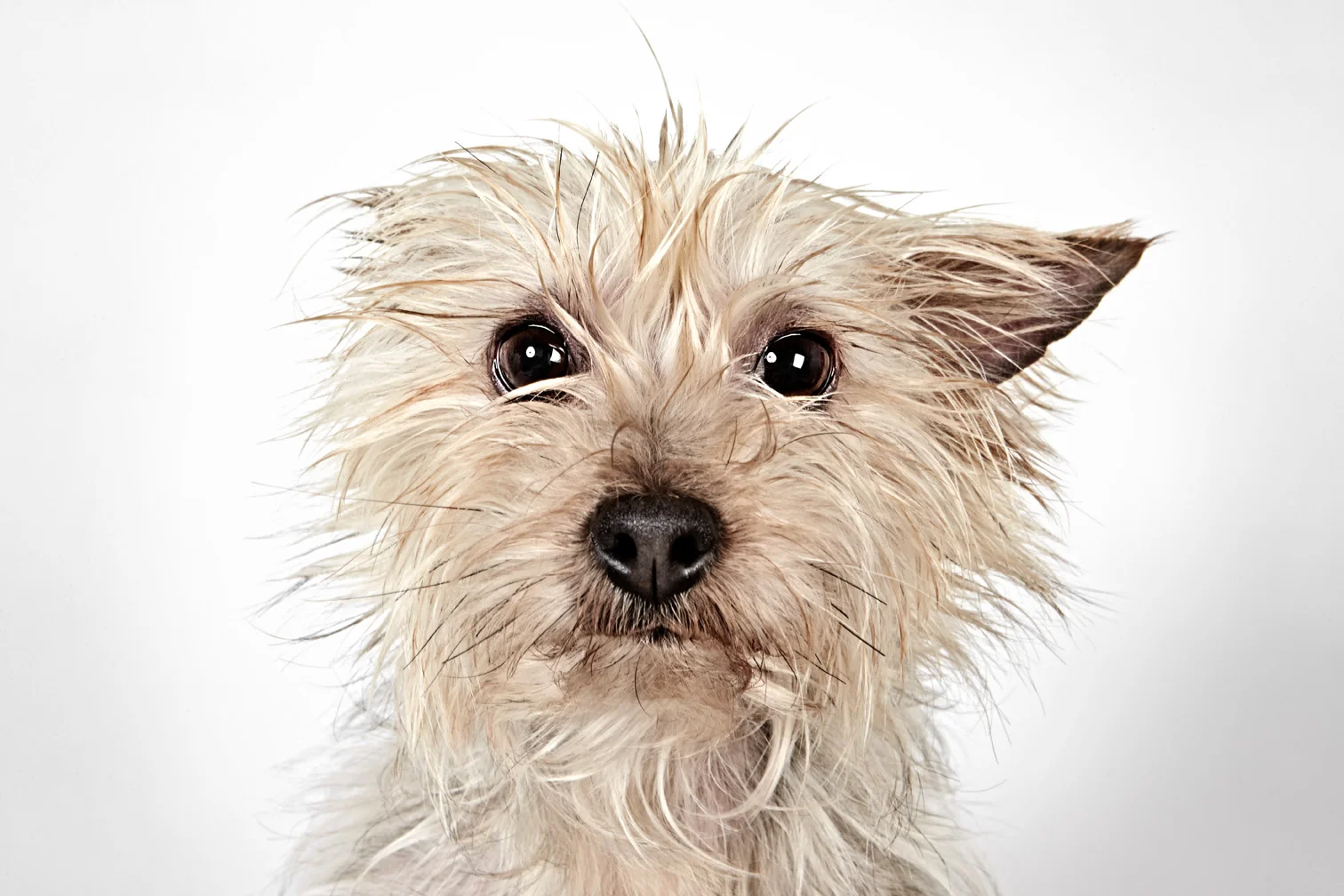 Richard Phibbs dog Mrs Sizzle.jpg