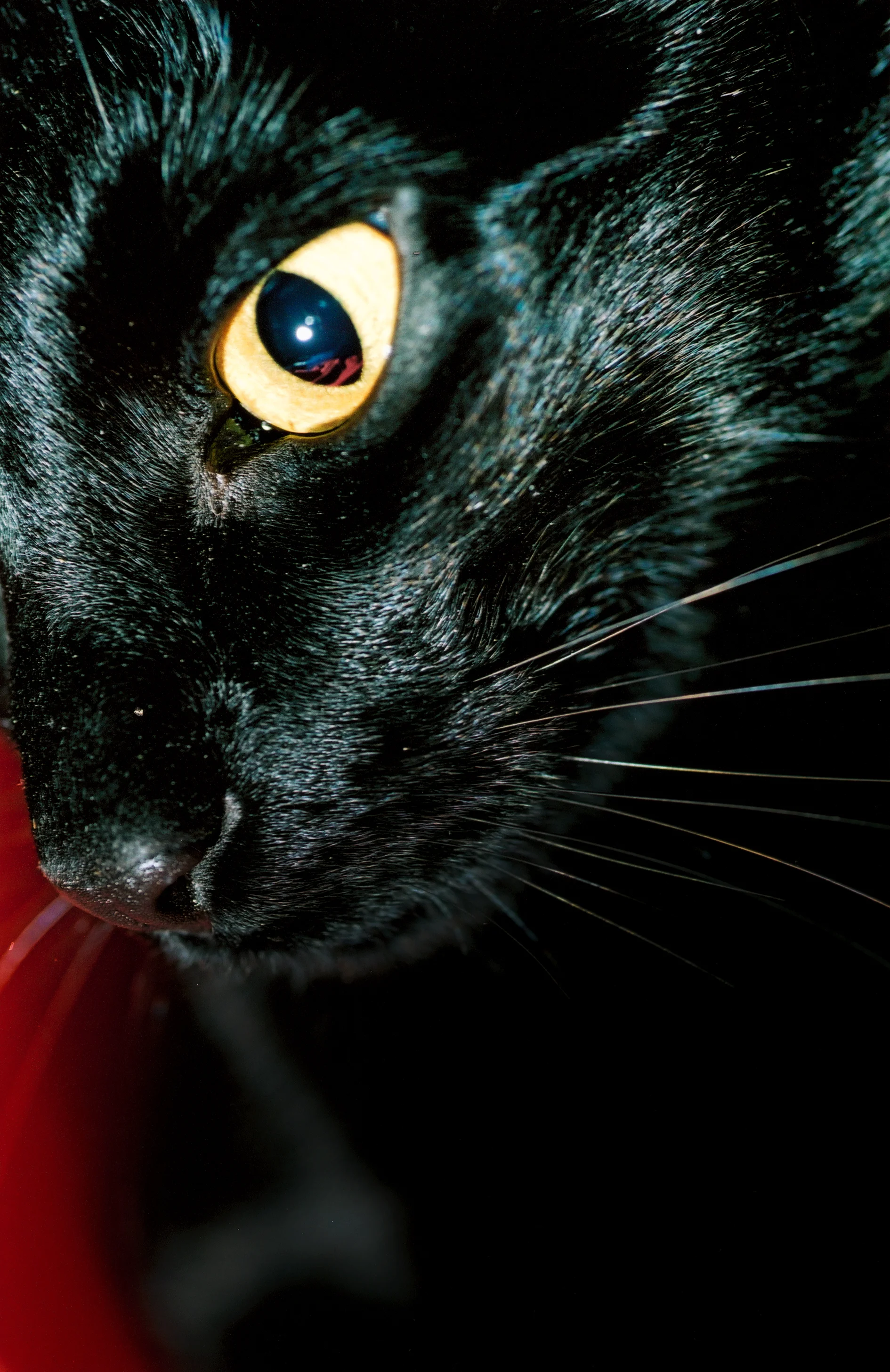 Mrs Sizzle cat.jpg