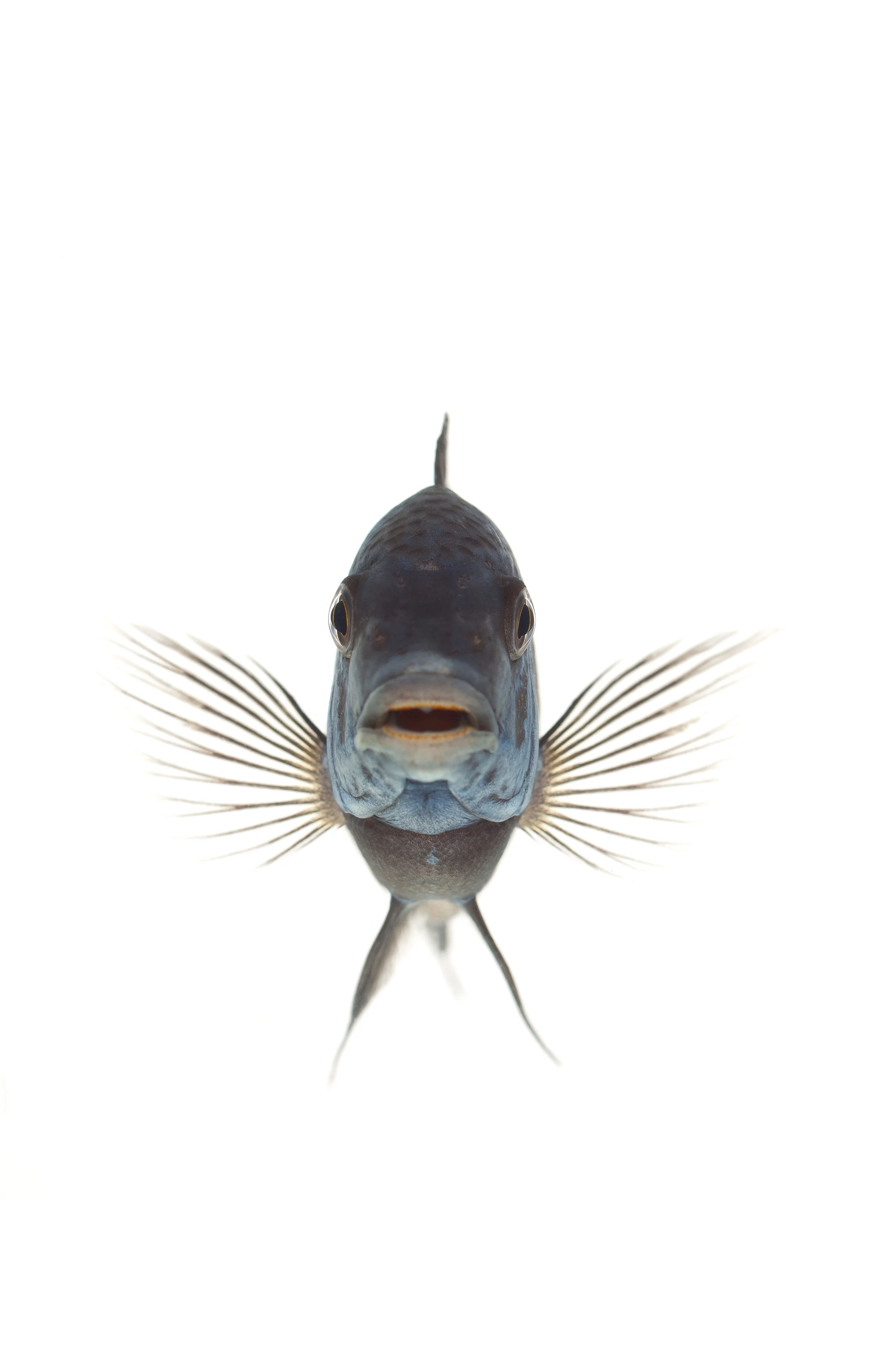 Mrs Sizzle Fish.jpg