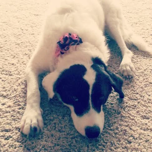 Mrs Sizzle Rescue Dog.jpg