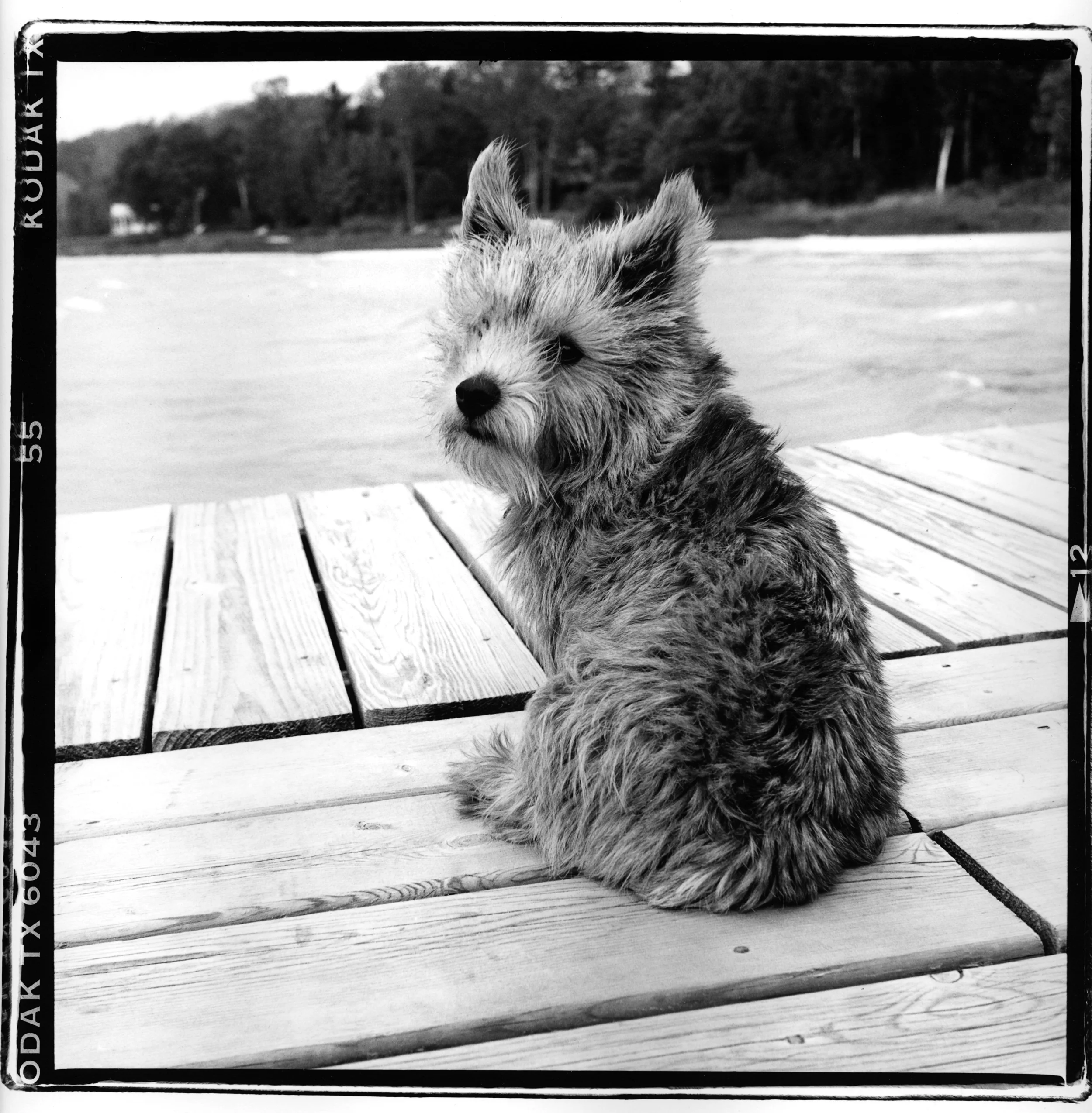 Mrs Sizzle Francois Dischinger.jpg