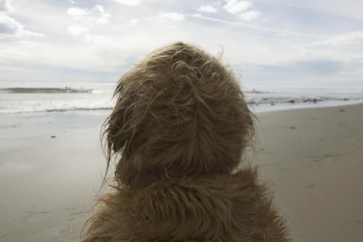Mrs Sizzle Wet Dog.jpg