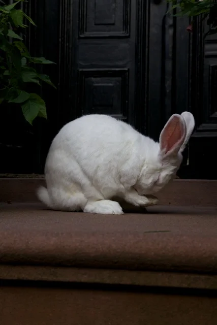 And why rabbits, I asked Maria? "Because bunnies are soft, cuddly gentle, don't smell, quiet, and lastly adorable," she says.