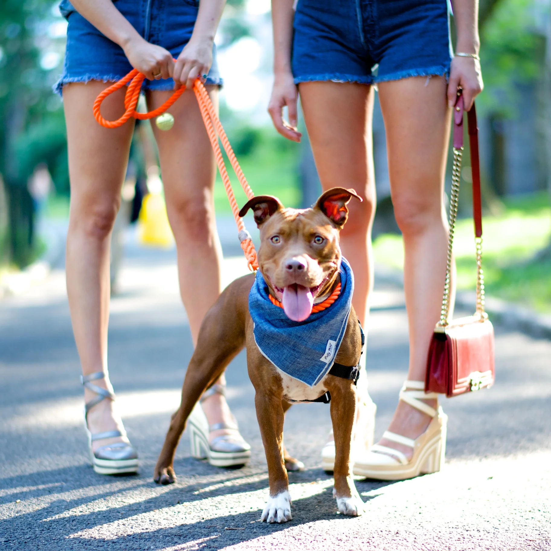 Leash and collar FOUND MY ANIMAL , Bandana BILLY WOLF AND BILLIE see below!