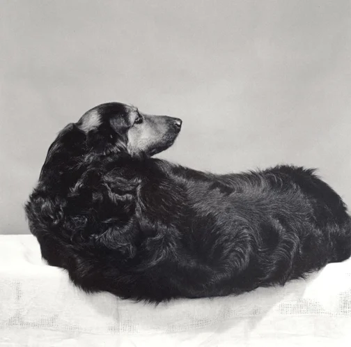 Muffin, 1981 © Robert Mapplethorpe Foundation . Used by permission