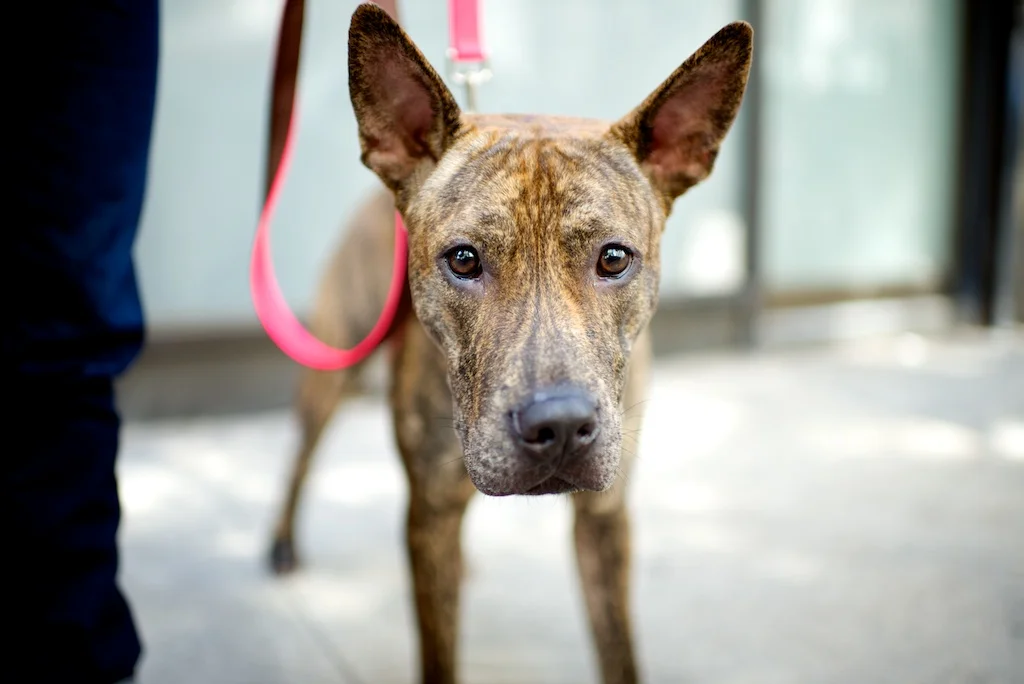 photo by THE DOGIST help Payton find a home!