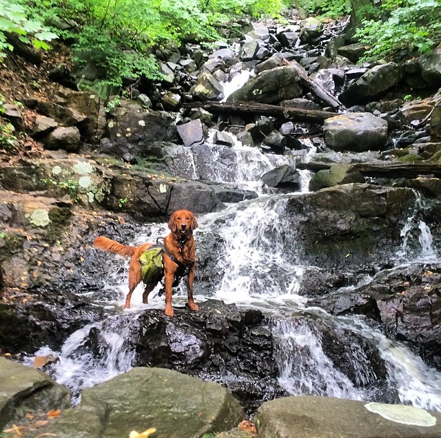 Mrs Sizzle Dog Hike.jpg