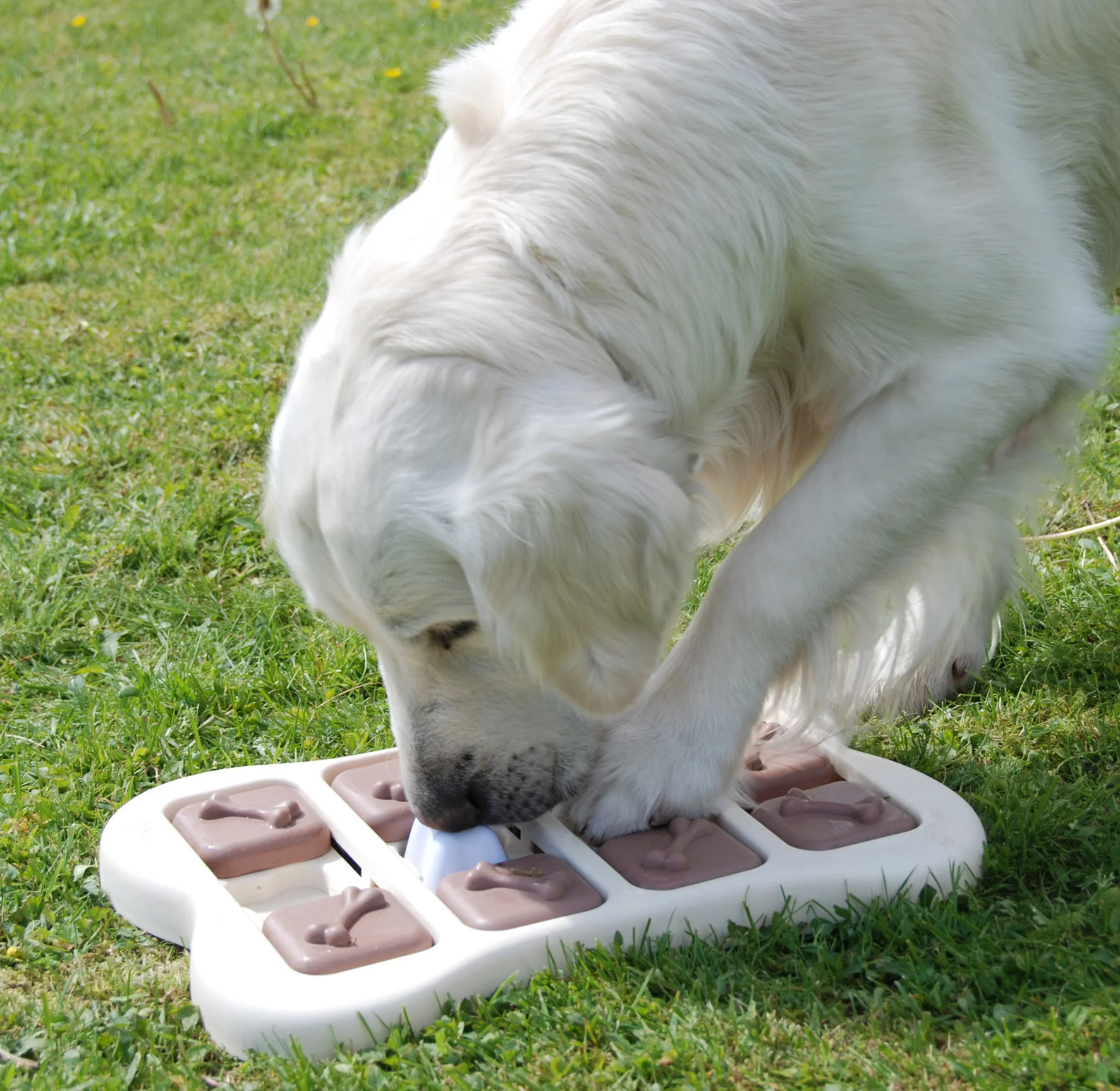 Mrs Sizzle Dog Games.jpg