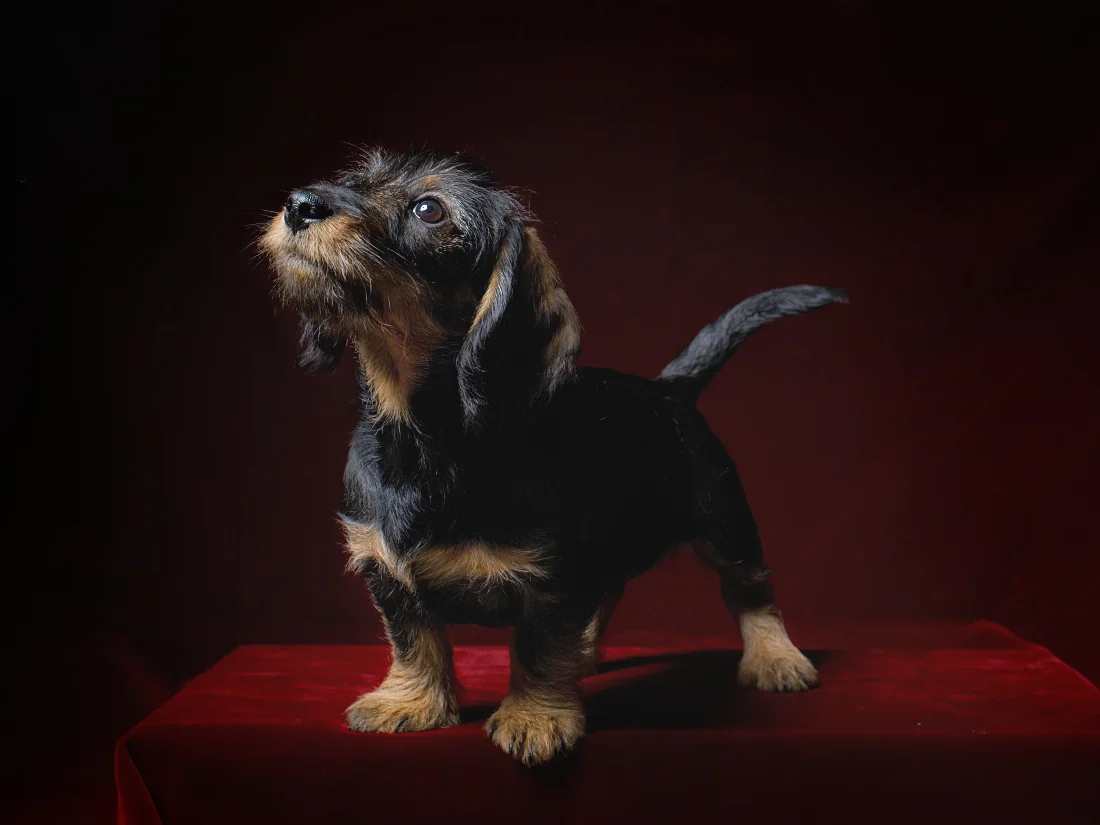 Mrs Sizzle Puppy.jpg