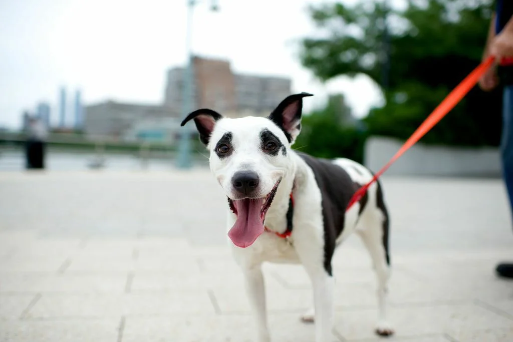 Mia needs a home. I feel in love with this gorgeous, lovable, wiggly dog! Collar and leash by John Bartlett