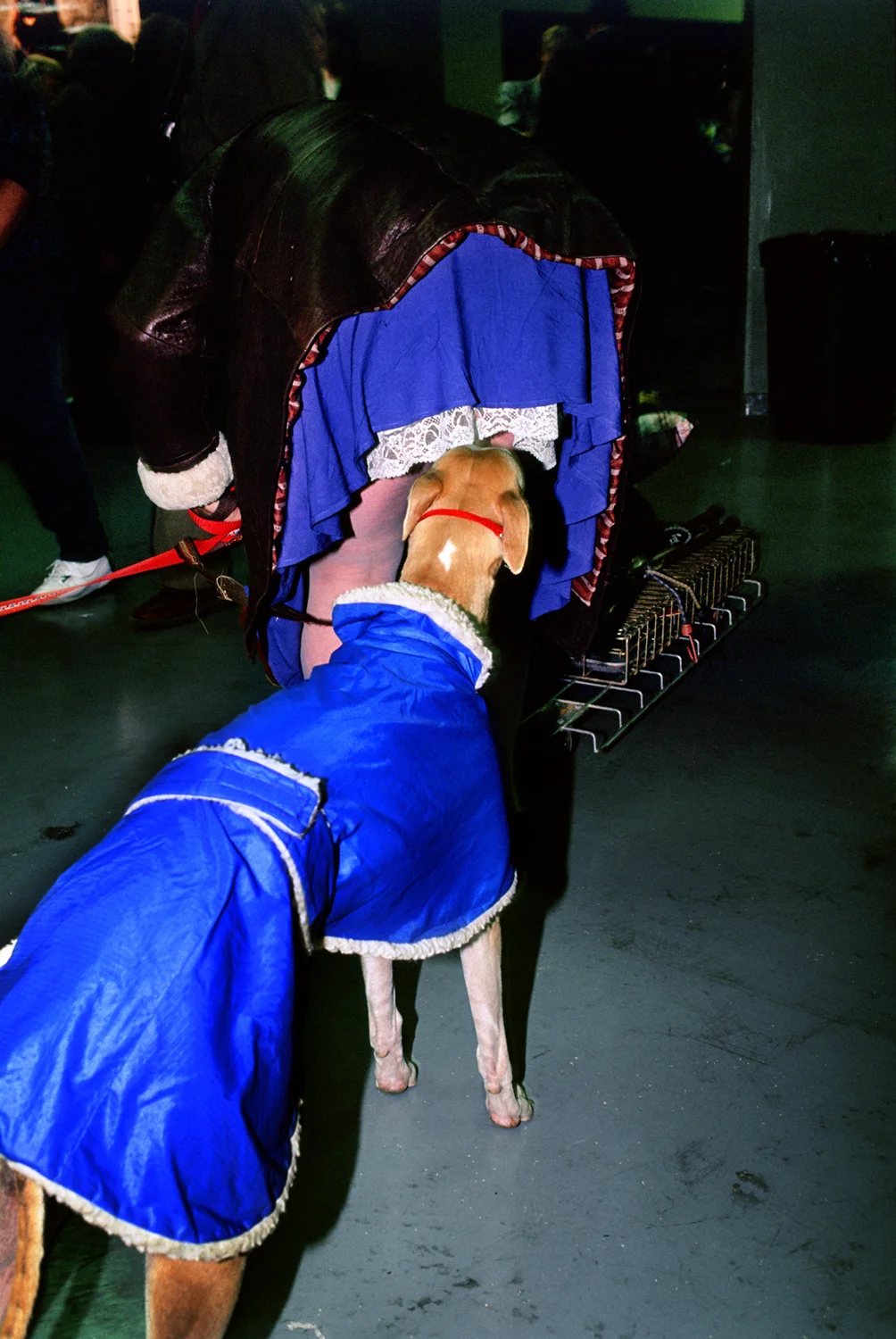 Mrs Sizzle Jeff Mermelstein dogs.jpg