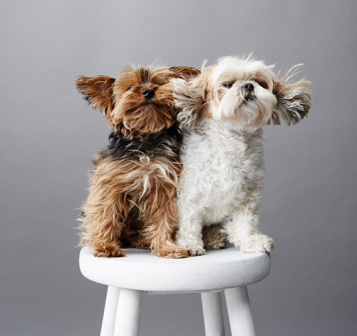 Jagger and Riley 