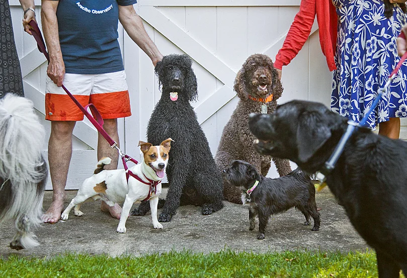Mrs Sizzle Dog Pool Party.jpg