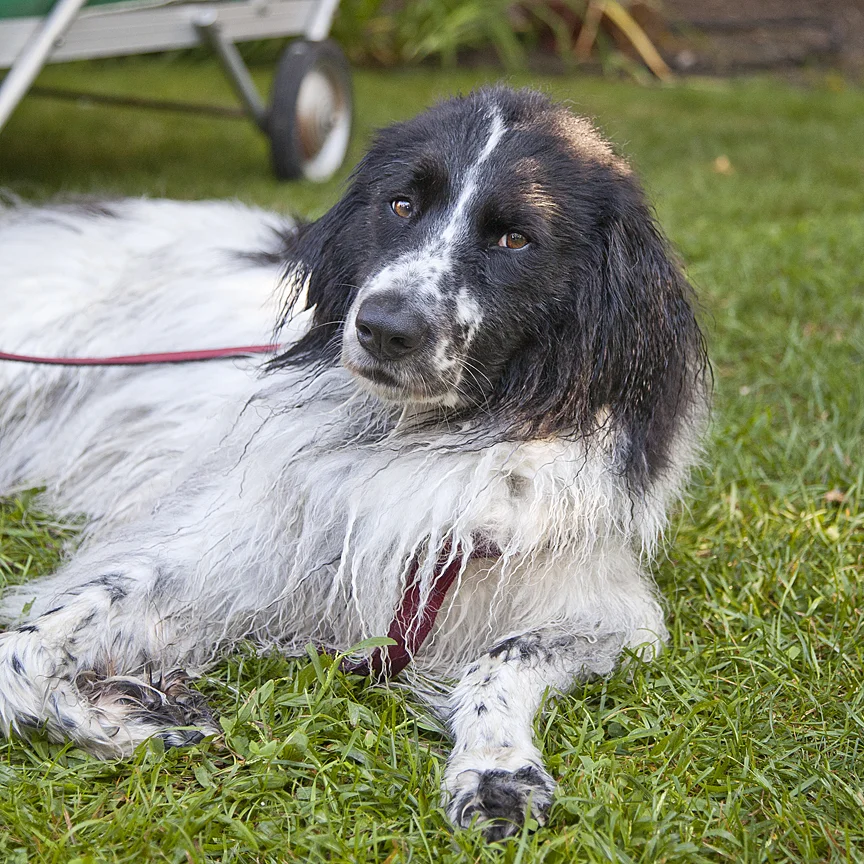 Mrs Sizzle Dog Pool Party.jpg