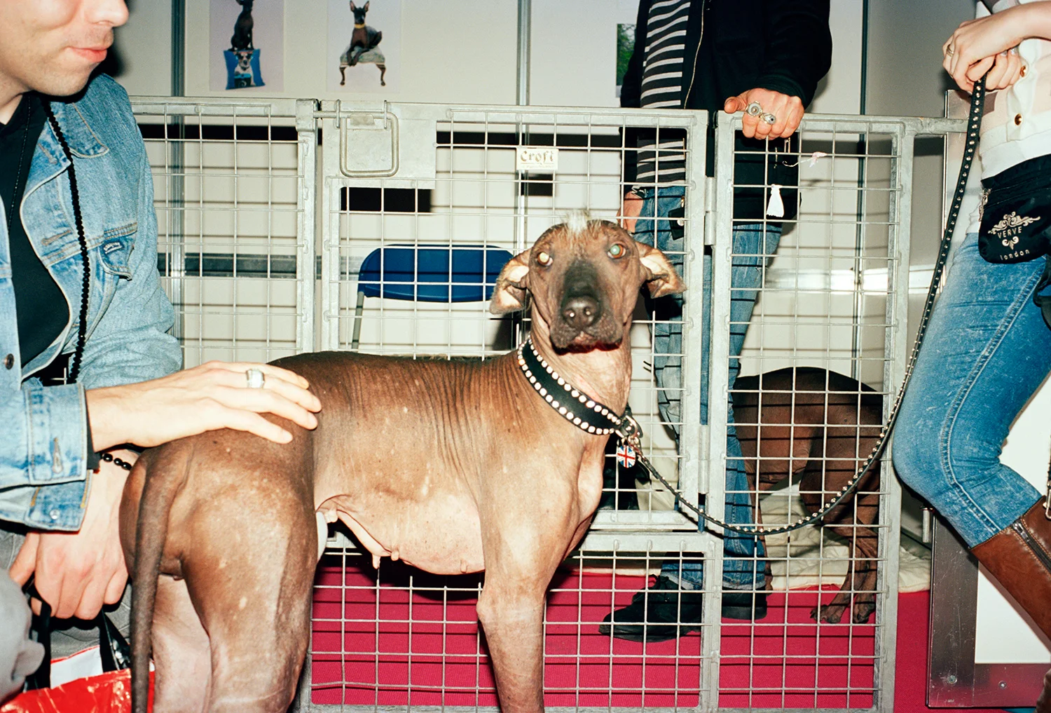 Mrs Sizzle Sipke Visser Dogs.jpg