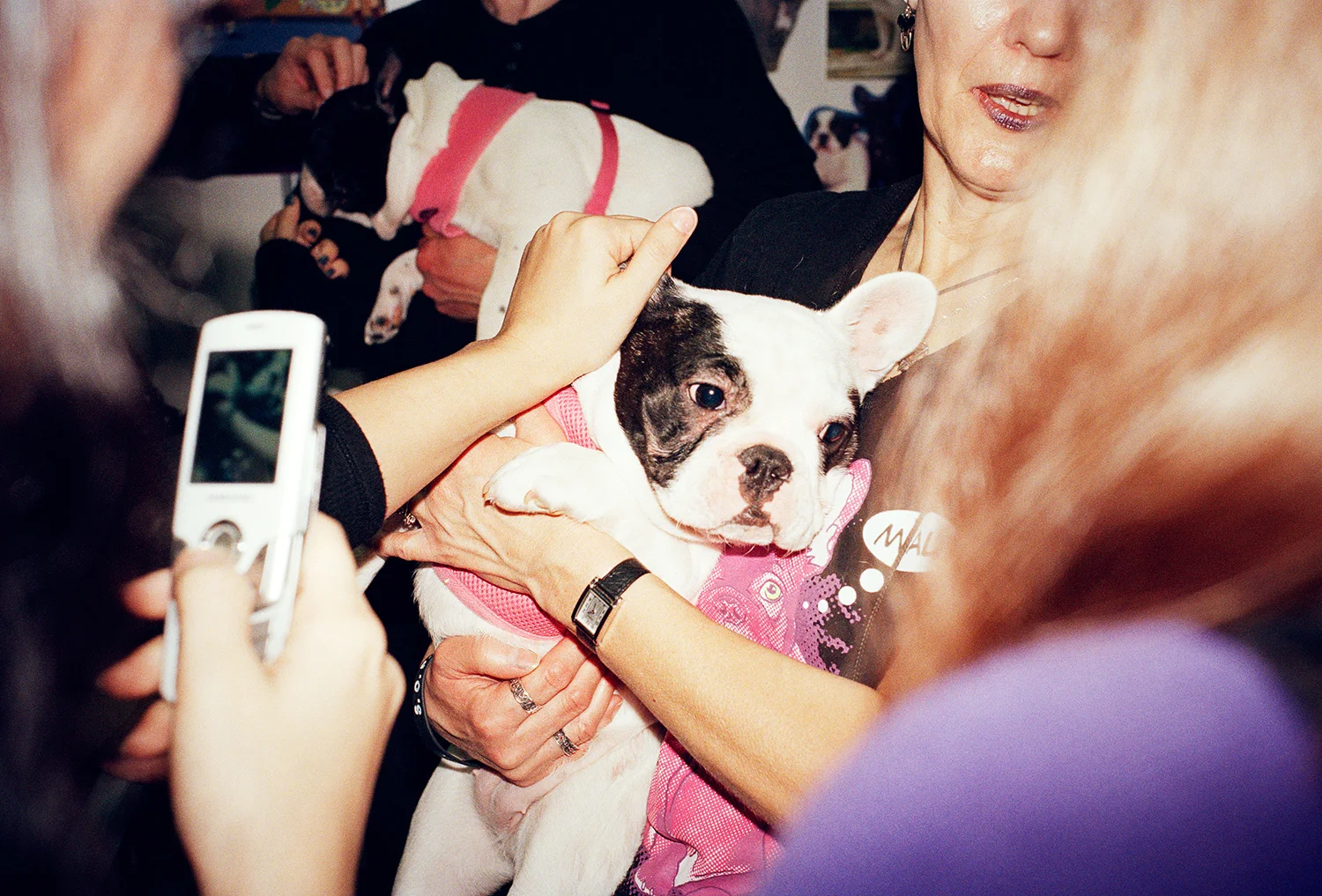 Mrs Sizzle Sipke Visser Dogs.jpg