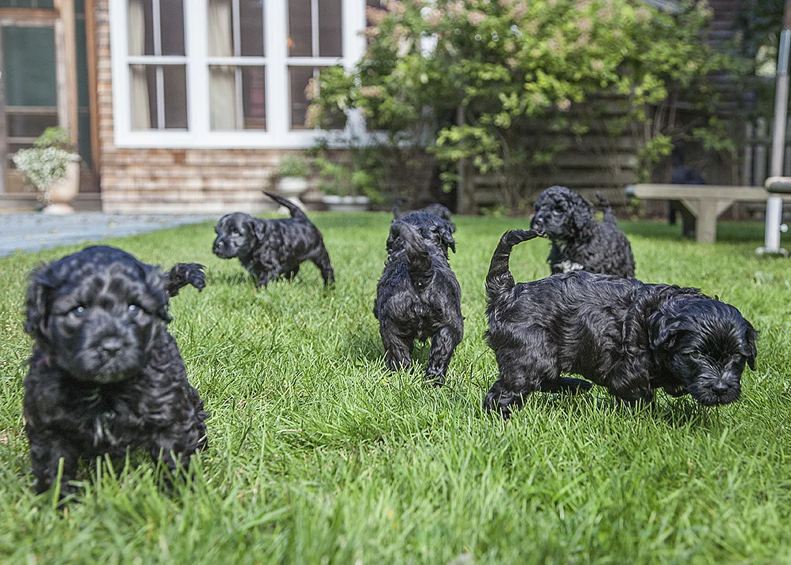 Mrs Sizzle Howie Guja Puppies.jpg