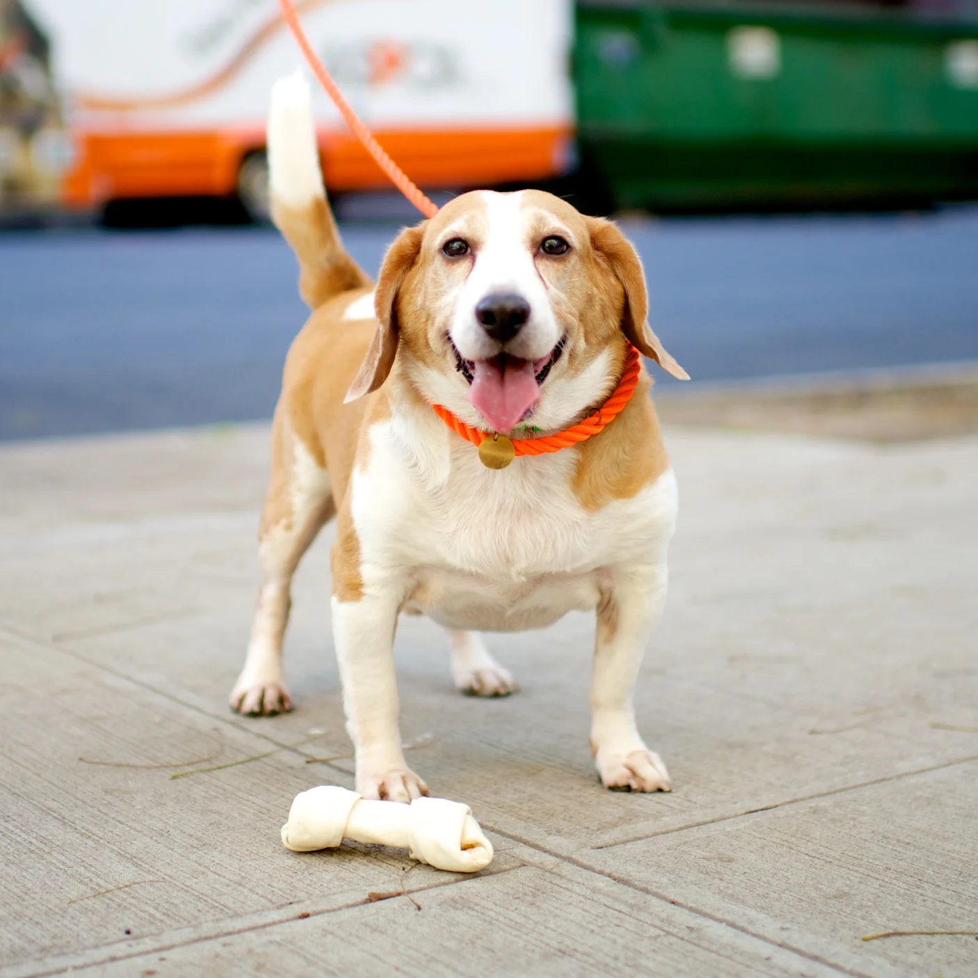 Brady, Beagle, 7 years old