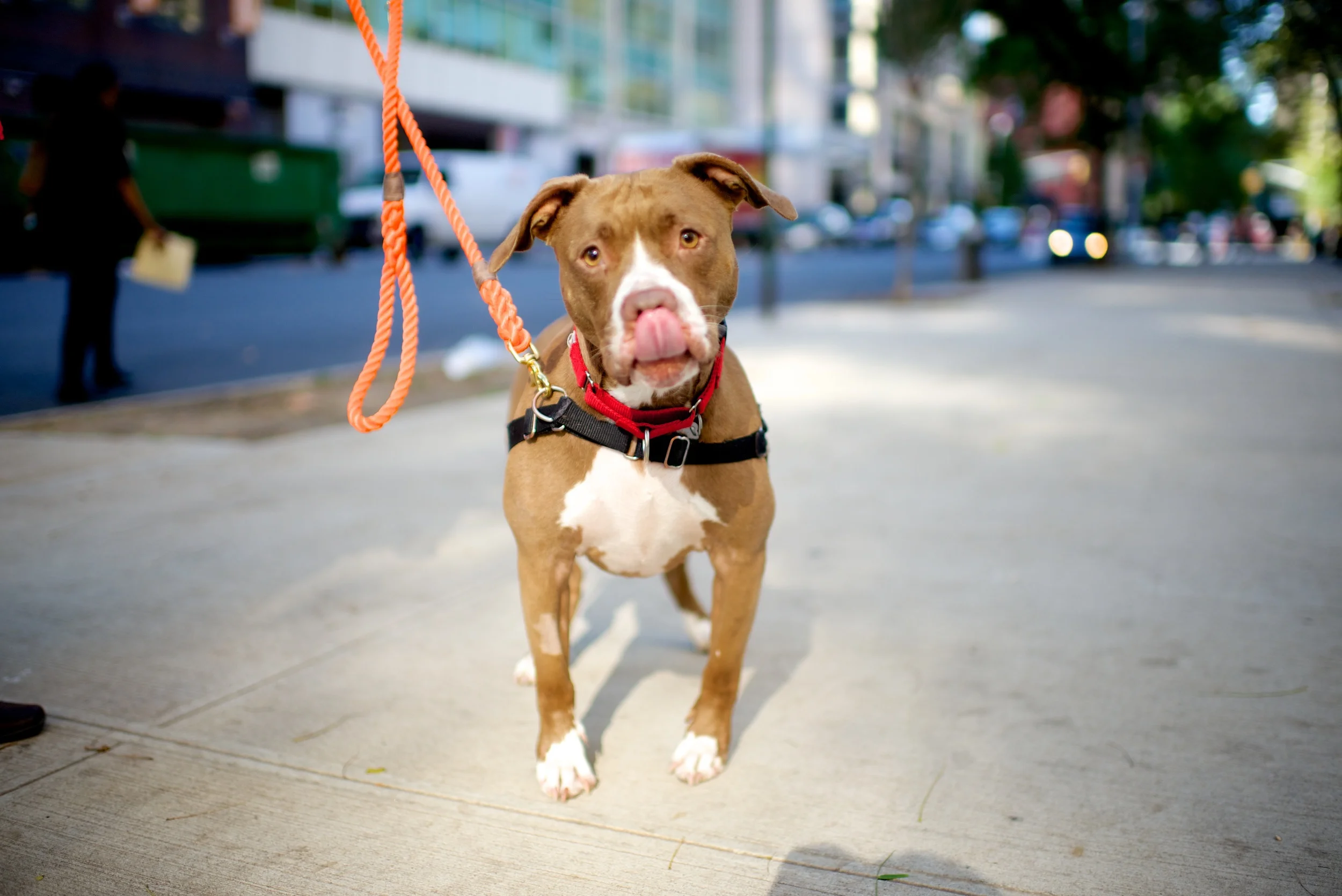 Bonnie, Pit Bull Terrier Mix, 1 year old