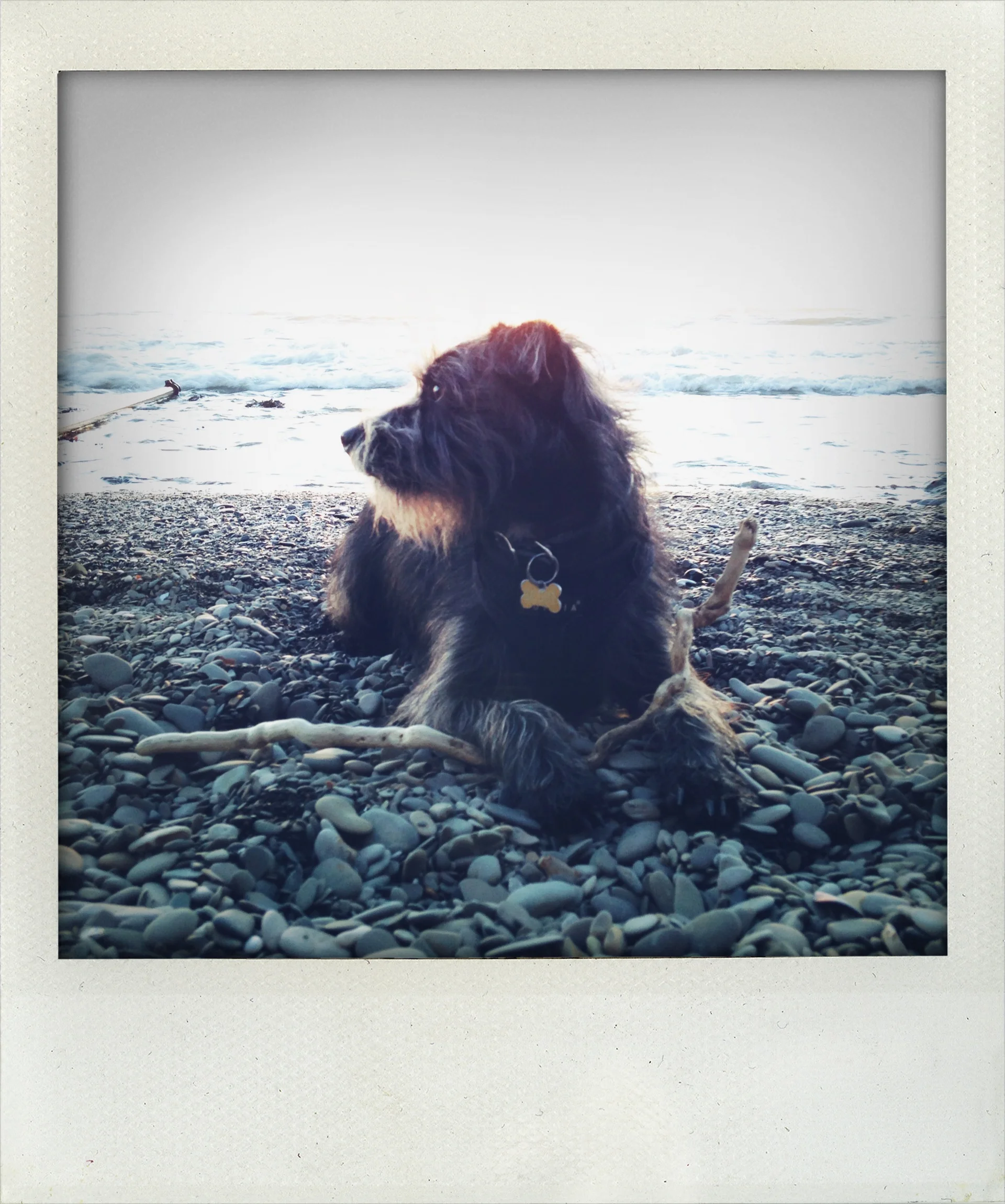 Sweet Scout