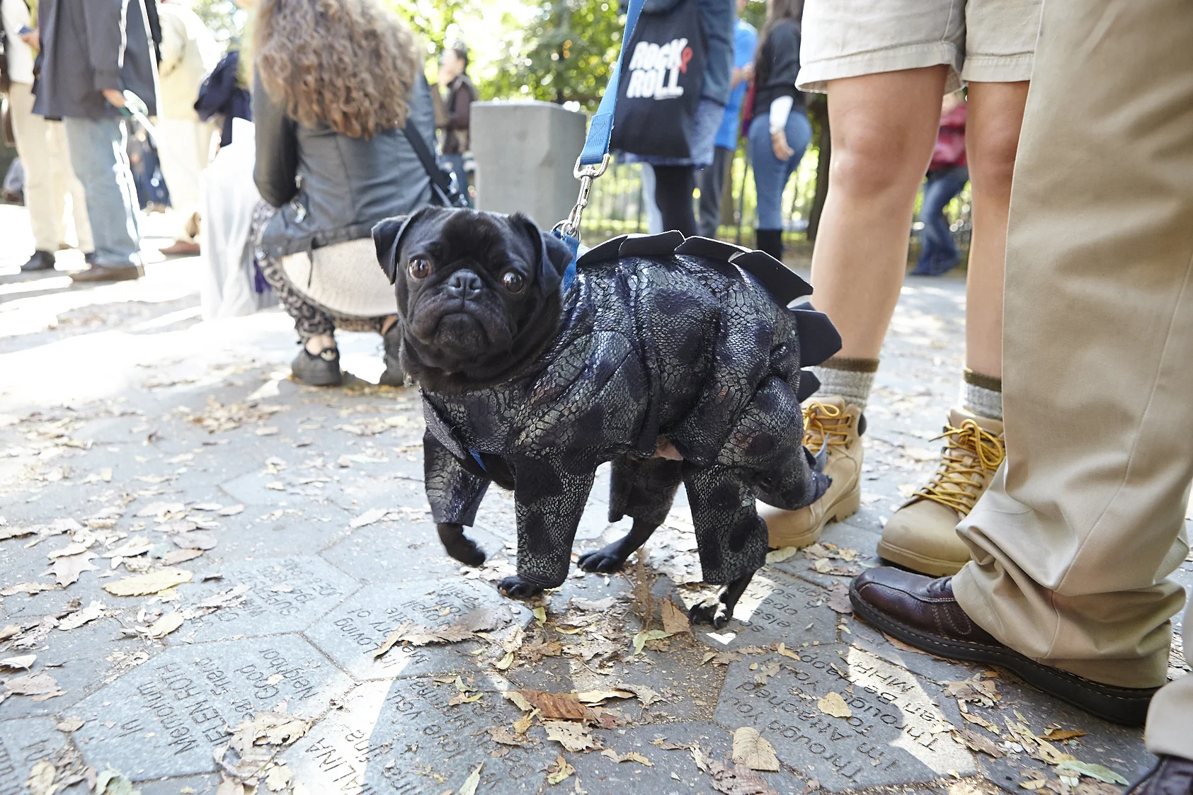 Hmmm, dog dinosaur?