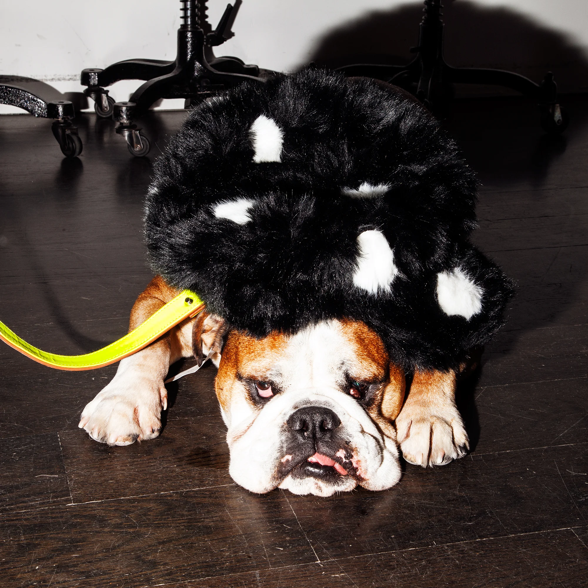 Gus in Kreisi Couture 