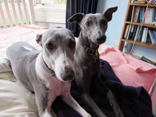 Sally's whippets Lily and Peggy