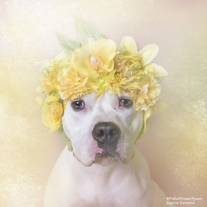 This is BOSS LADY, one of the wonderful dogs available at Brookhaven Animal Shelter.