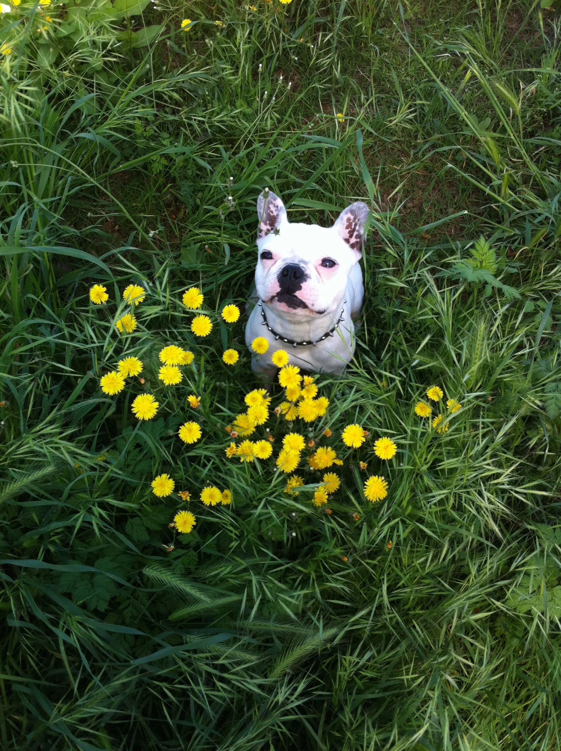 Perri in the grass