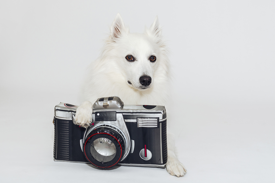 MRS. SIZZLE WANTS YOU TO KNOW HOW TAKE A BRILLIANT PHOTO OF YOUR PET